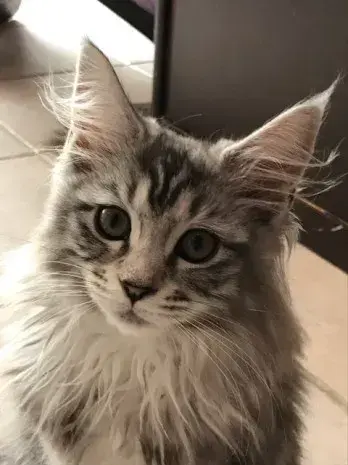 Chatterie des Zanimo Coon's  élevage de chats et chatons Maine Coon(Lot et Garonne Aquitaine)