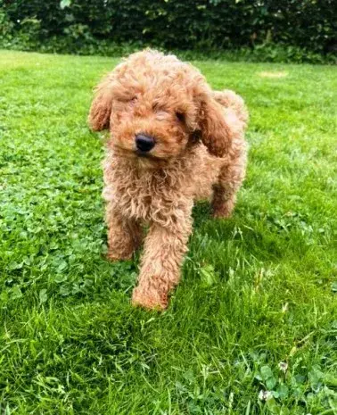 Les Animaux de Compagnie  Votre Animalerie.com