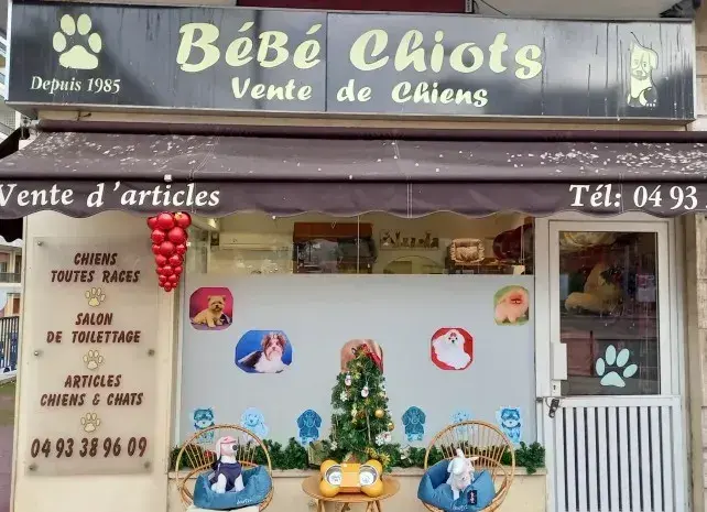 Bébé Chiots