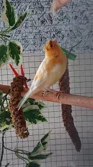 France Oiseaux
